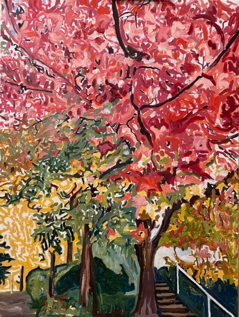 Japanese Maple Trees