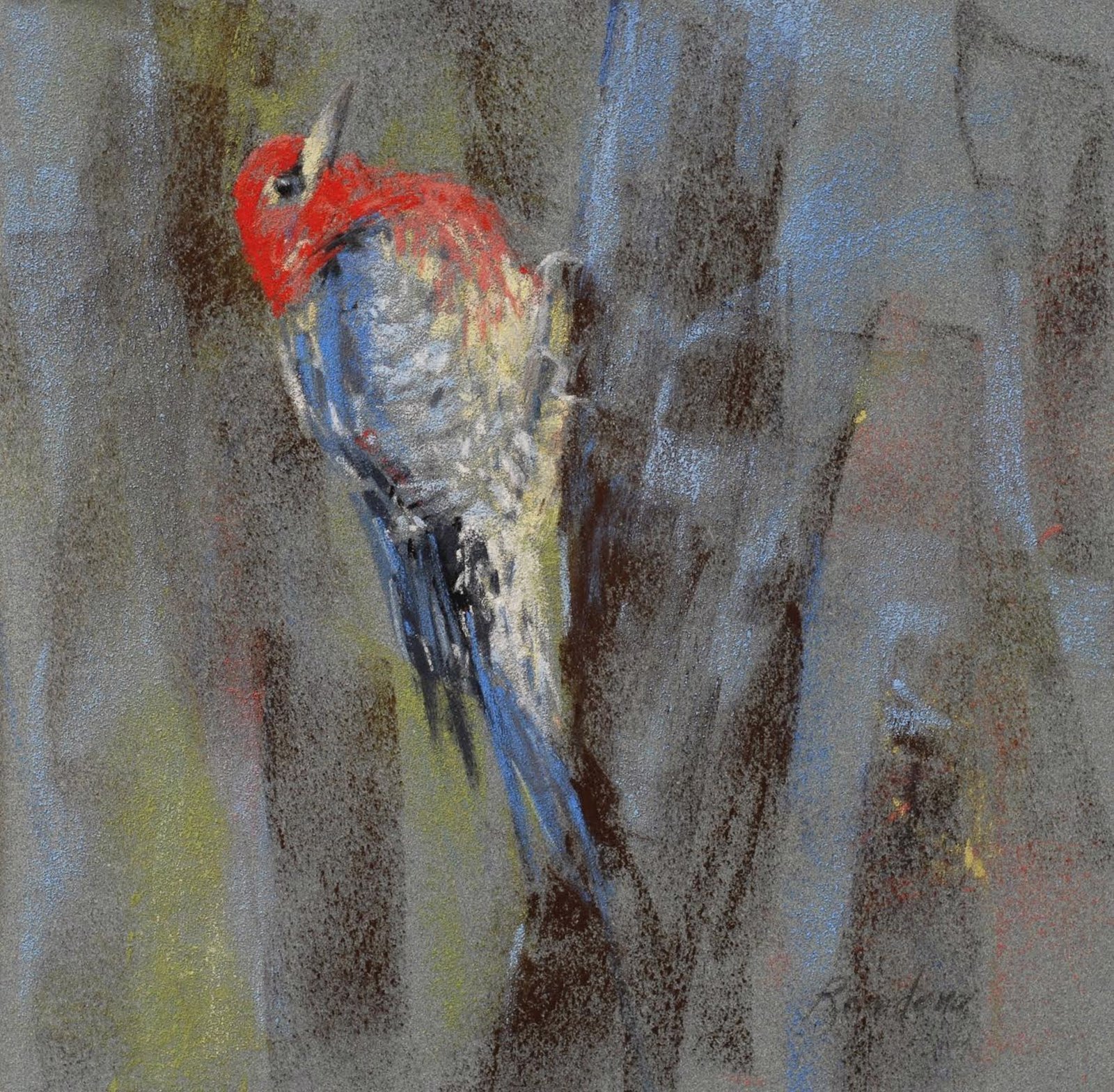 Red Breasted Sapsucker, 2023