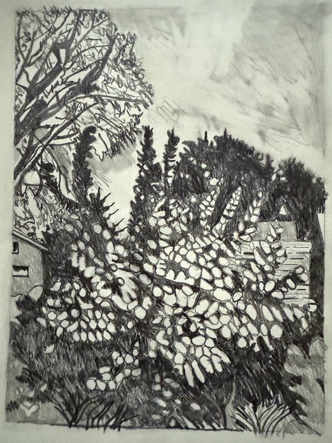 The Smoke Tree