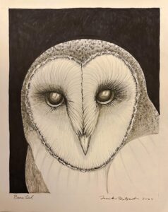 Barn Owl