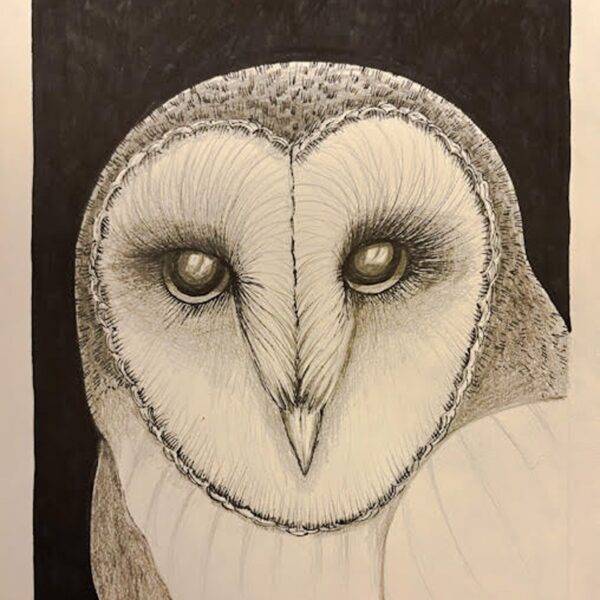 Barn Owl