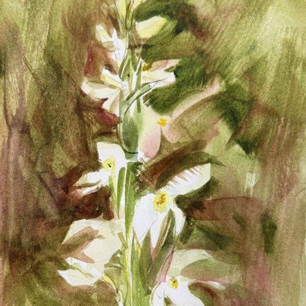 Bog Orchid