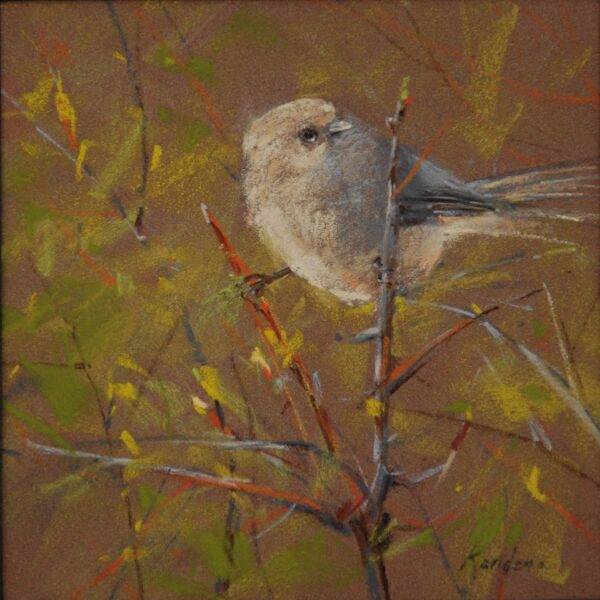Bushtit, 2023
