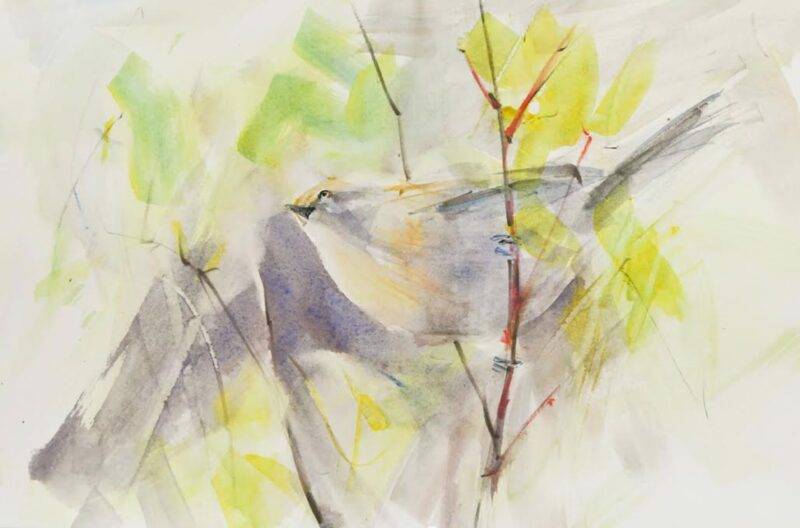 Bushtit, Watercolor, 2023