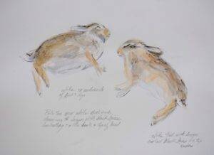 Cottontail Study #2