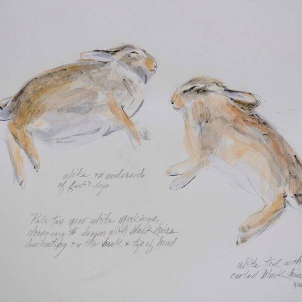 Cottontail Study #2