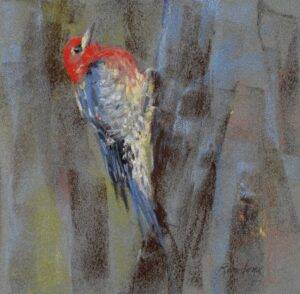 Red Breasted Sapsucker, 2023