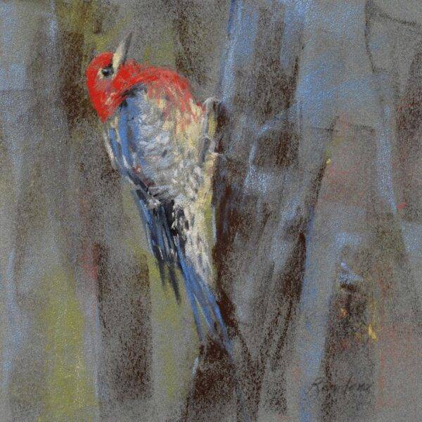 Red Breasted Sapsucker, 2023