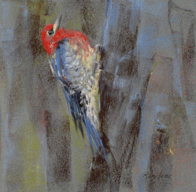 Red Breasted Sapsucker, 2023 by Randena Walsh