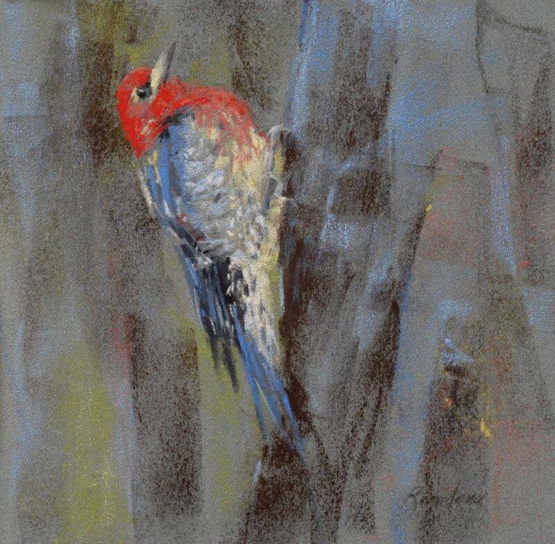 Red Breasted Sapsucker, 2023