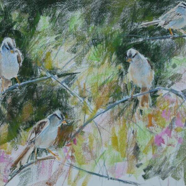 White Crowned Sparrows