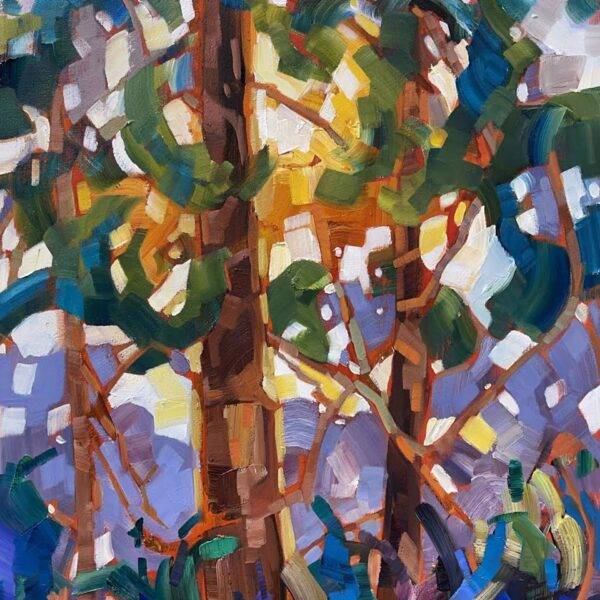 Backlit Firs