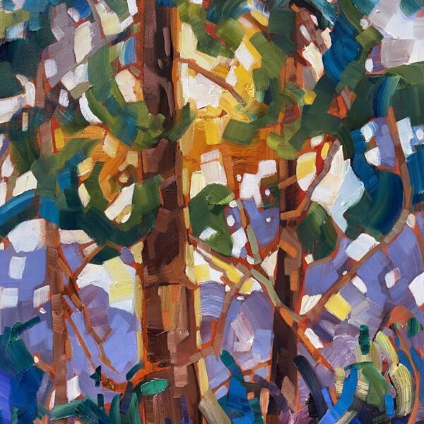 Ts Backlit Firs — JG Art Gallery