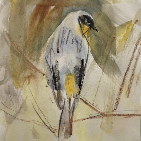 Yellow-Rumped Warbler by Randena Walsh