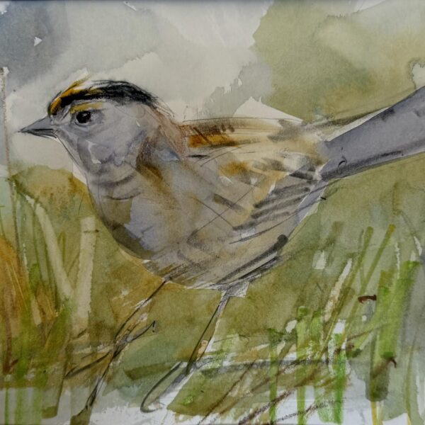 Golden-Crowned Sparrow 3 by Randena Walsh