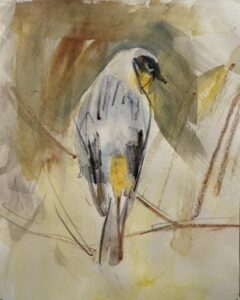 Yellow-Rumped Warbler